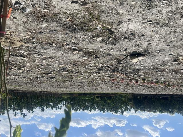屏東內埔農地-2