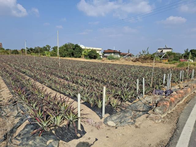 高雄農地-5