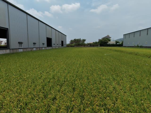 高雄阿蓮農地-6