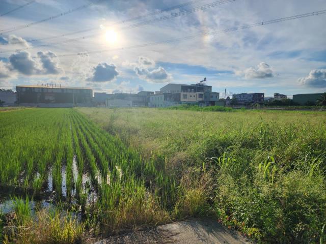 高雄阿蓮農地-1