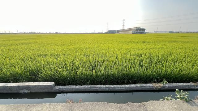 高雄路竹農地-2