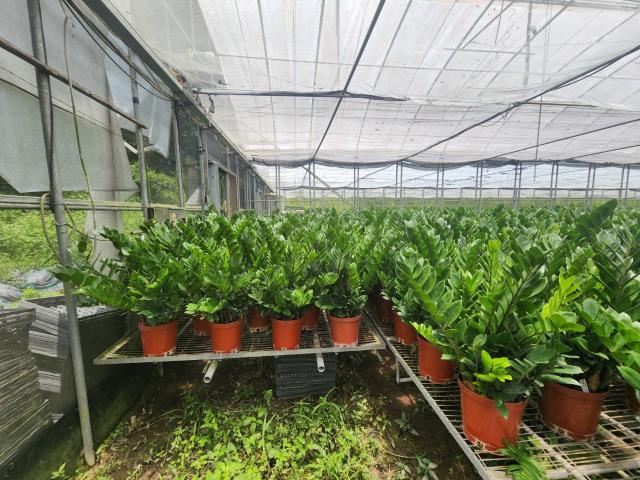 六龜農地-4