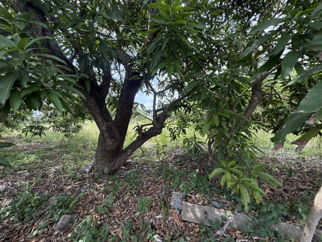 高雄岡山農地-11