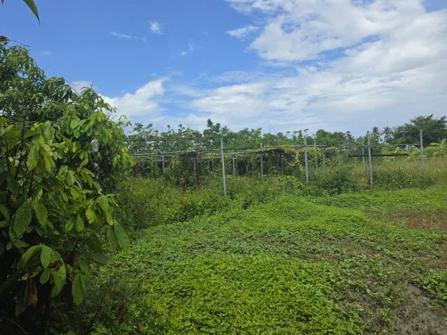 高雄岡山農地-2