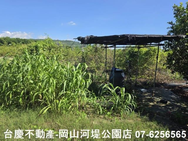 阿蓮農地-12