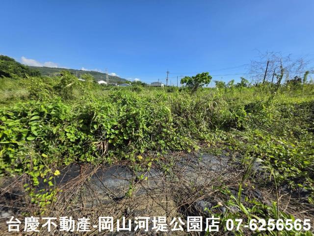 阿蓮農地-4