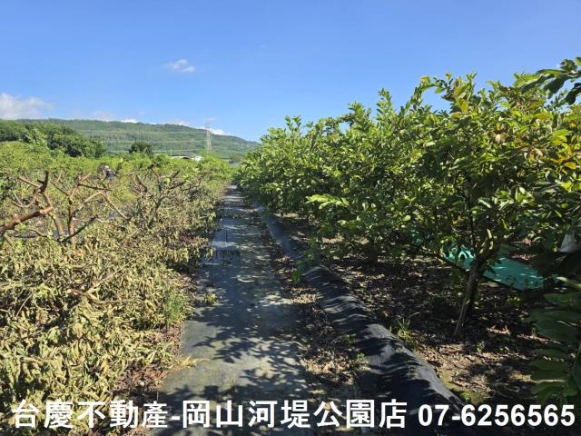 阿蓮農地-5