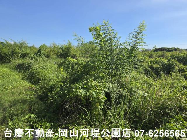 阿蓮農地-8