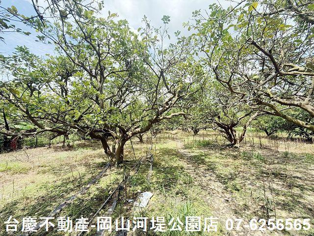 高雄橋頭農地-8