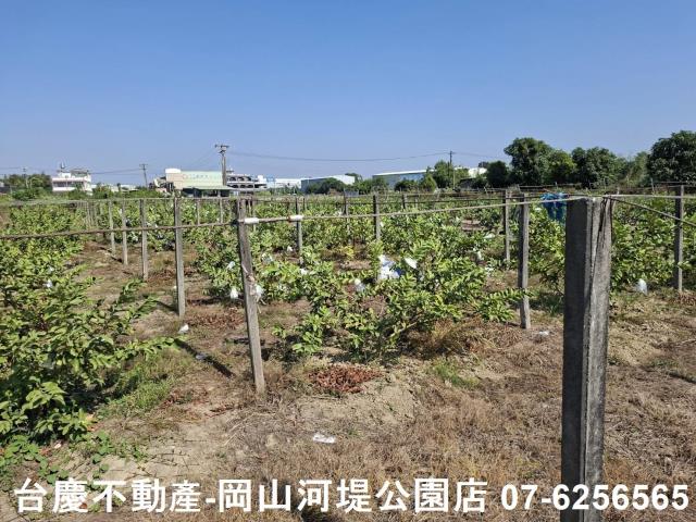 高雄大社農地-4