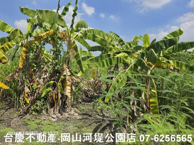 高雄阿蓮農地-5